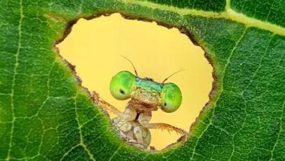 A damselfly gazes through a hole in a vibrant green leaf, offering a rare glimpse into its delicate world in Sundarganj, Bangladesh.