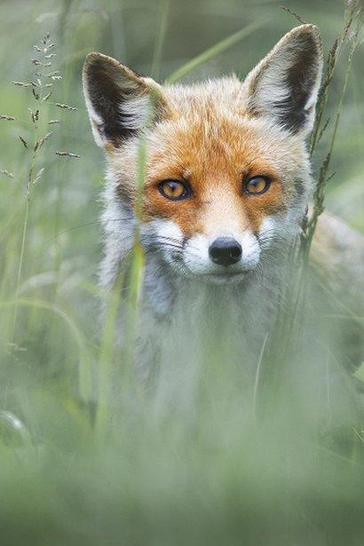 wild red fox