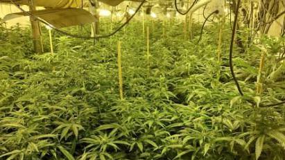 A sea of cannabis plants sitting under bright lights cover the floor of a building. Wires and cables hang from the ceiling.