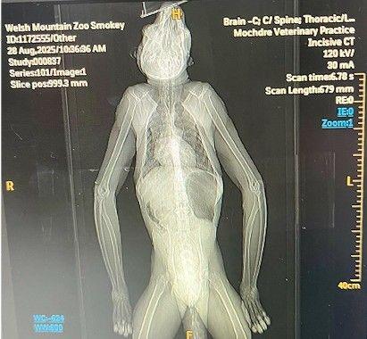 A CT scan of a monkey - classic x-ray shot, black background with the bones of the animal showing up in white and the other bits a pale grey.  Upper limbs, torso with rib cage and head are all recognisable.