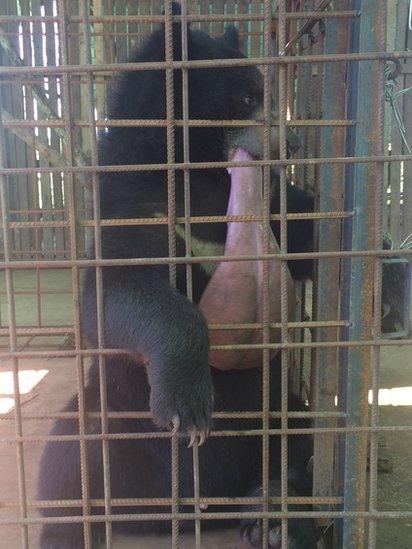 bear in cage with giant tongue