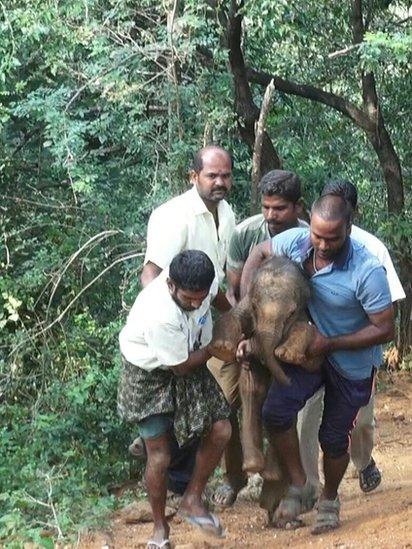 Sarathkumar and others carry the calf