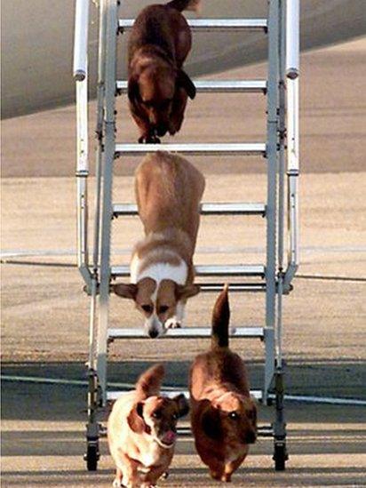 The Queen's dogs leave an aircraft of her flight in Aberdeen, in 1998