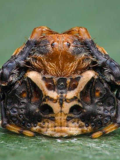 Close up portrait of a triangular spider