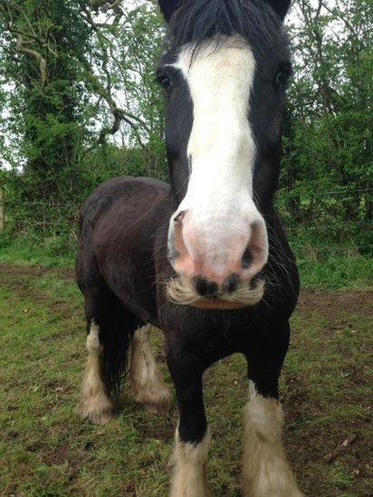 A horse with a cut on its nose