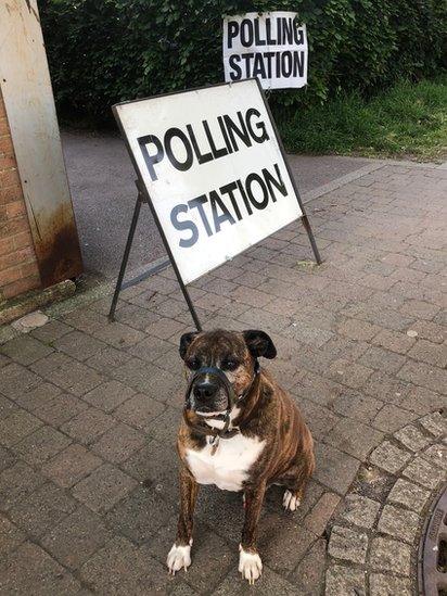 Dog at polling station