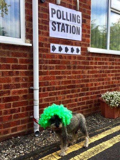 Dog at polling station