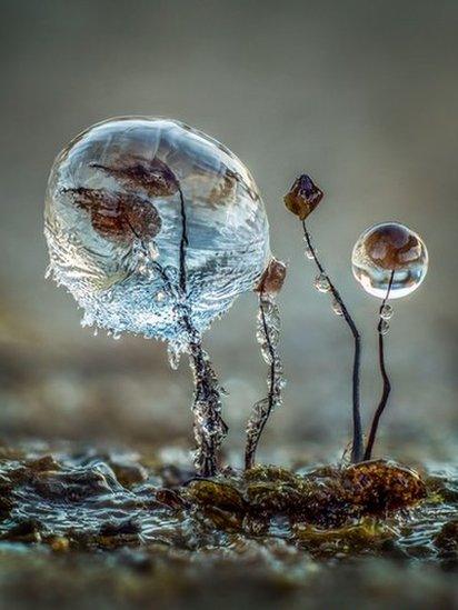 fungi frozen in a bubble of water