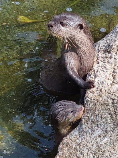 Otters