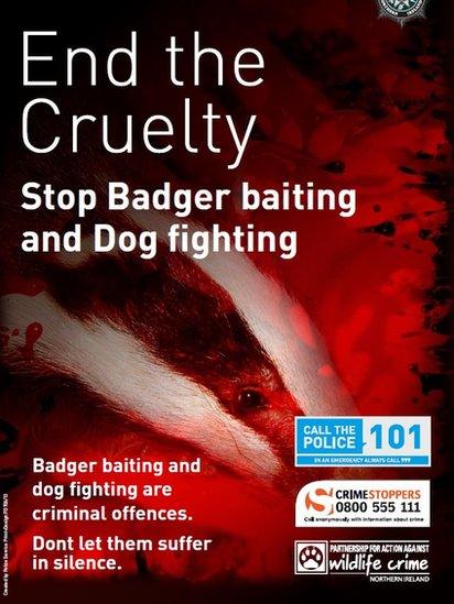 Badger cruelty poster