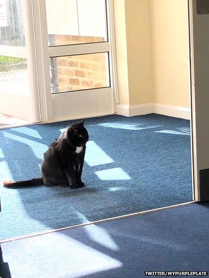 Cat at polling station