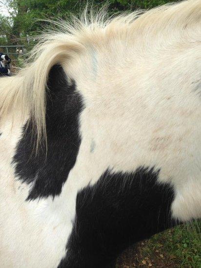 Marks on one of the horses