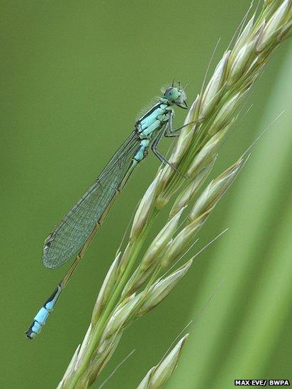 Damselfly