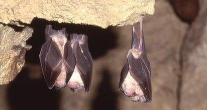 Greater horseshoe bat