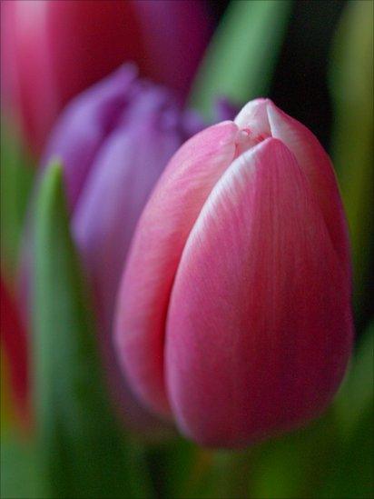 Pink and purple tulips with foliage