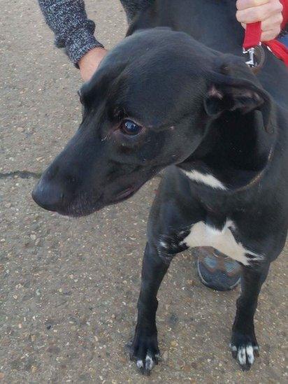 The black bull lurcher Rocco was found tied to railings on Boxing Day 2016