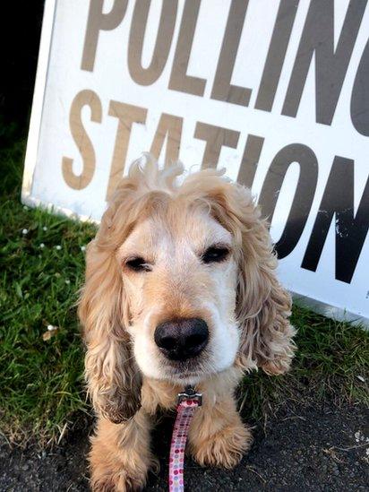 Dog at polling station