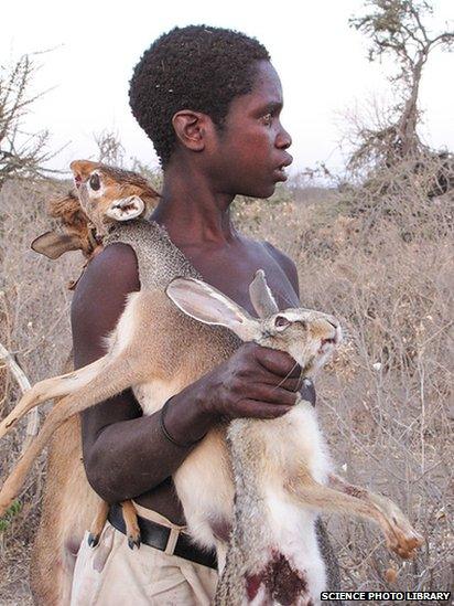 The Hadza hunter gathers rely on hunting and gathering food