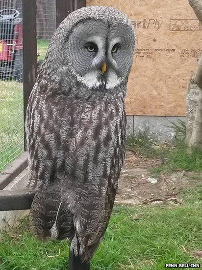 Great Grey Owl