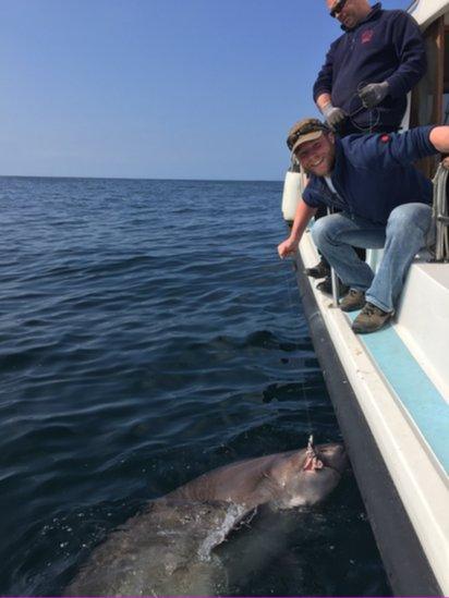 Skipper Luke Aston (top) with fisherman Ben Carter, who caught a 410kg (900 lbs) sixgill two days earlier