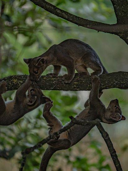 Fossas in trees