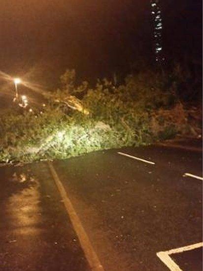 A fallen tree was blocking the Ballybog Road in Dunmurry but has now been cleared