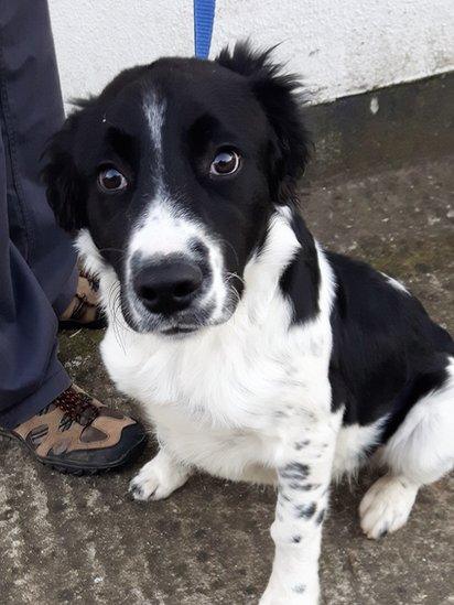 Jack, a four-month old dog surrendered by his owner to the DSPCA on Thursday 30 November