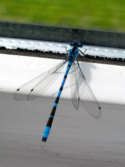 A damselfly at a window