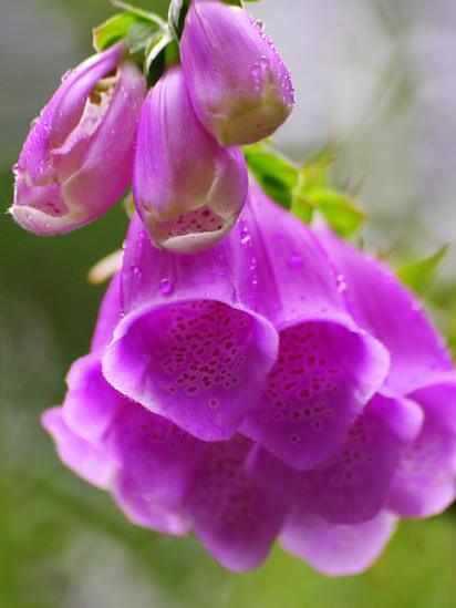 Foxgloves