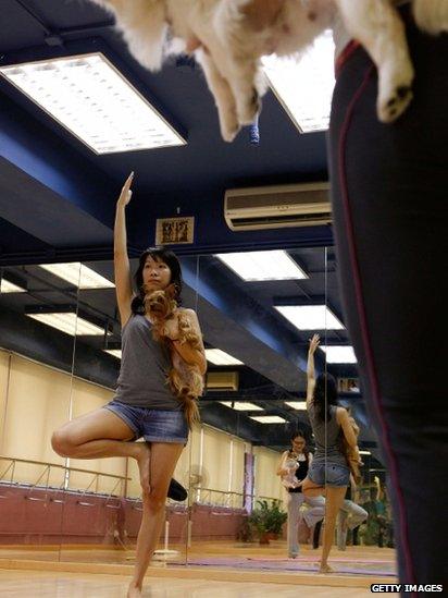 Dog yoga class