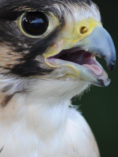 Peregrine falcon