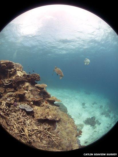 Picture of Great Barrier Reef