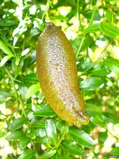 Australian finger limes