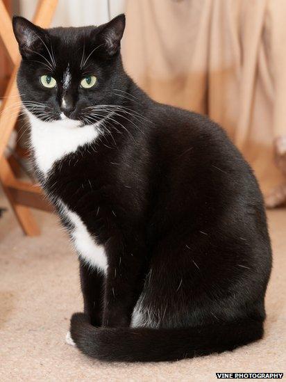 Black and white cat siting on a carpet