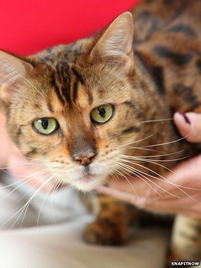 Tabby cat being stroked