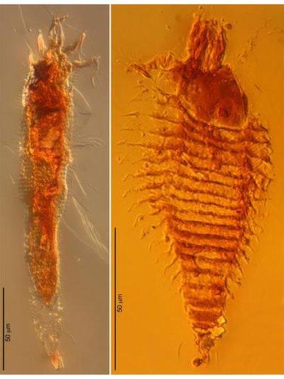 Ancient mites