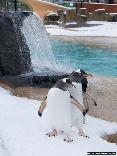 Edinburgh Zoo retained 29 gentoo penguins which had been staying in Belfast and Denmark while the enclosure was shut