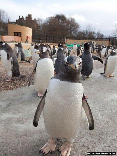 The new enclosure has mock sandy beaches and rocky areas