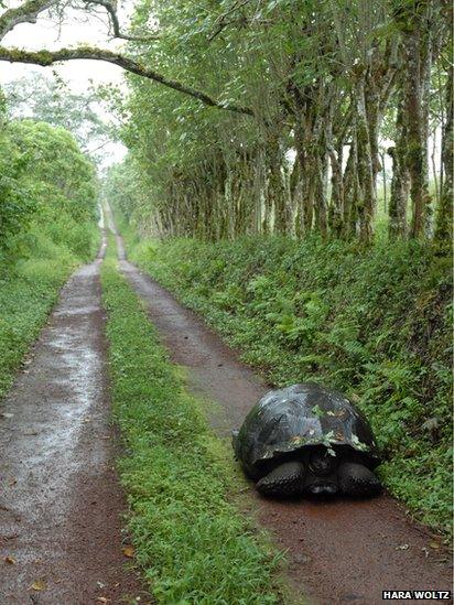 Galapagos tortoise using human road