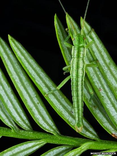 Stick insect camouflaged on redwood leaves