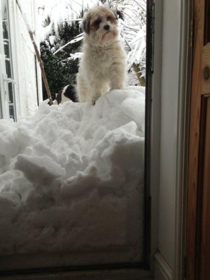 A dog stands on a pile of snow in a doorway. Photo: Heather Wilson