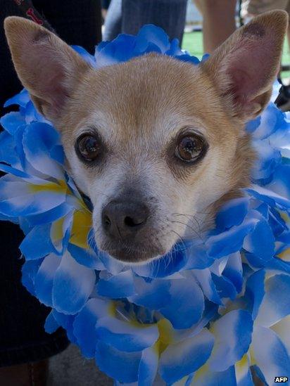 A Chihuahua with a garland of flowers at the annual Chihuahua race in Washington DC