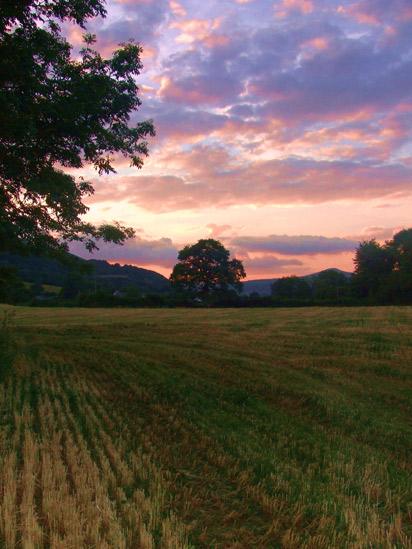 Newly-cut barley field