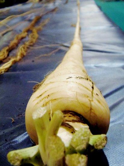 A parsnip