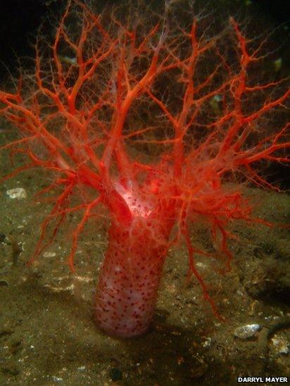 Sea cucumber