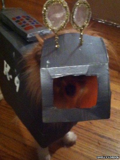 Dog in K9 costume. Photo: Shelly Lorden