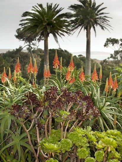 Abbey Gardens, Tresco, January 2014