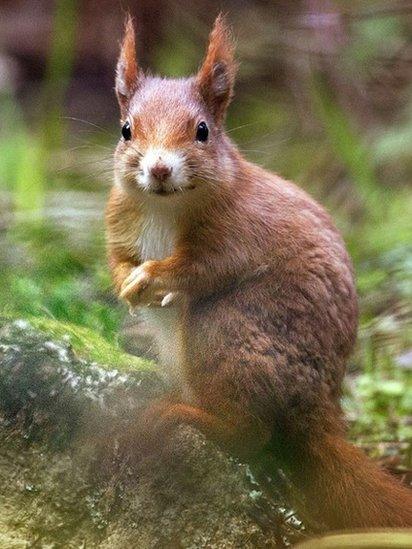 Red squirrel in Tresco Abbey Gardens, January 2014