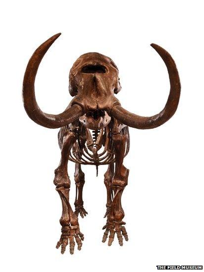 The family tree of elephants, mammoths and mastodons can be traced back 55 million years to its origin in Africa. This skeleton of an American mastodon shows the beast’s tusks have a more pronounced curve than those of today’s elephants