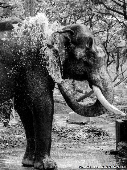 Elephant bathing